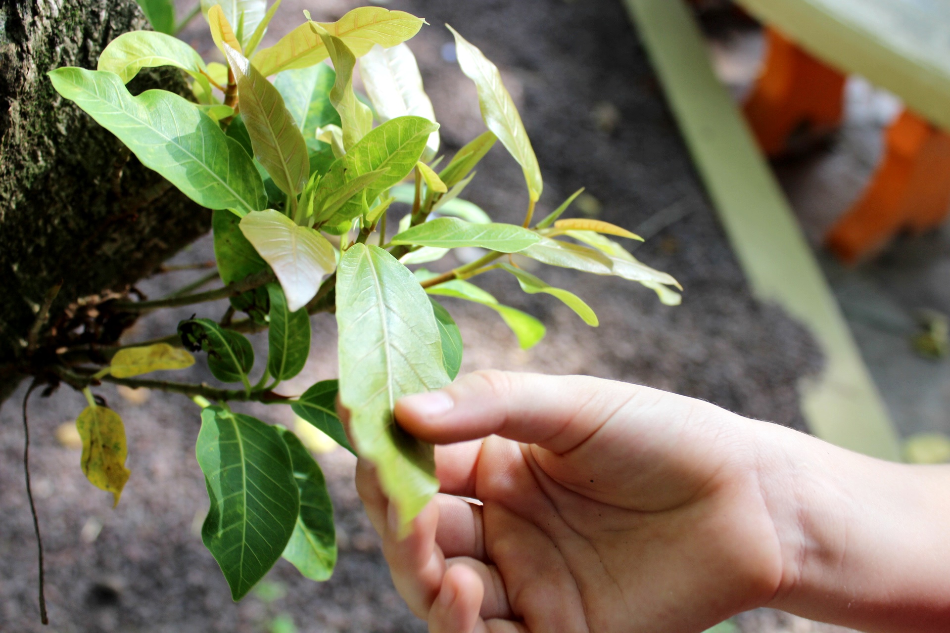 Estudo das Árvores e Plantas